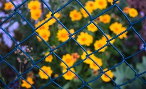 fences-640x480-45880478.jpeg