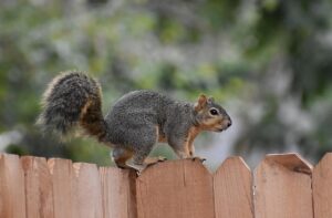 fences-640x480-65831001.jpeg