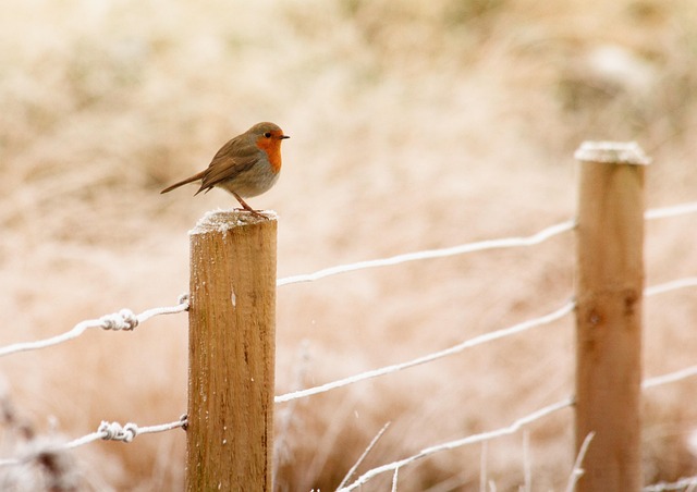 fences