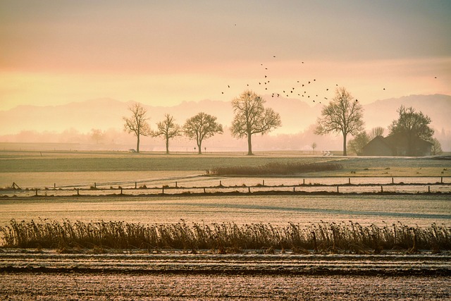 fences