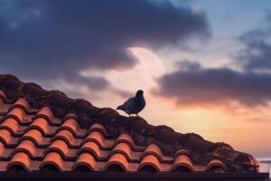 roofing-roofer-640x480-98483045.jpeg