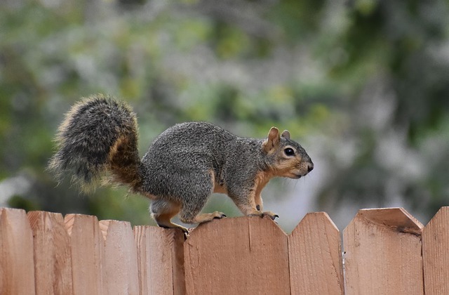 Fence