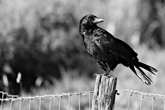 Fence