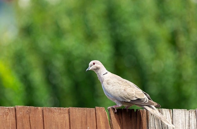 Fence