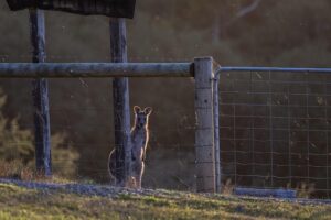 fence-640x480-82836795.jpeg