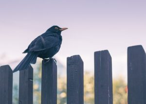 fence-640x480-9812965.jpeg