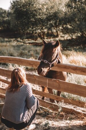 fences-640x480-17710140.jpeg