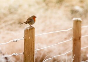 fences-640x480-82991441.jpeg