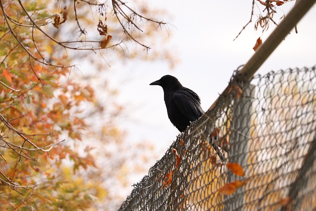 fences