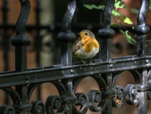 iron-fence-640x480-12155018.jpeg