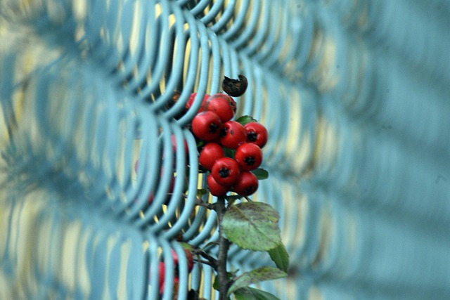 iron fence