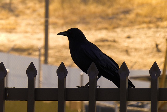 iron fence