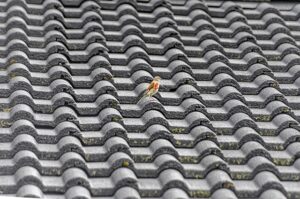 roofing-640x480-79252996.jpeg