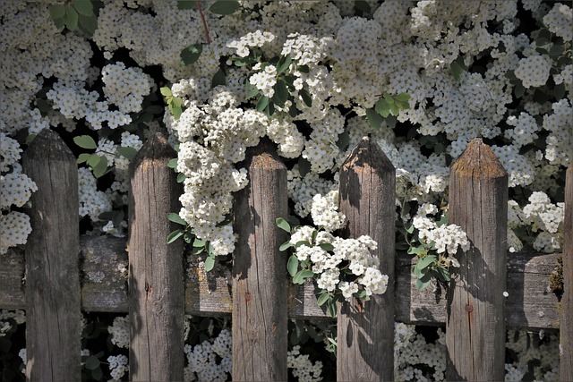 wooden fencing