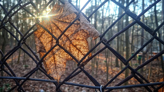 chain-link fence