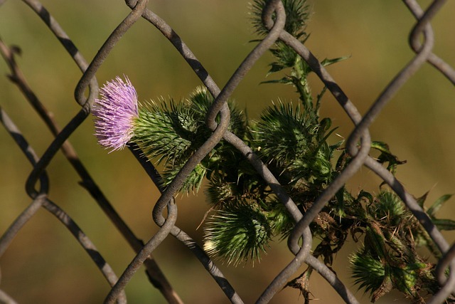 chain-link fence