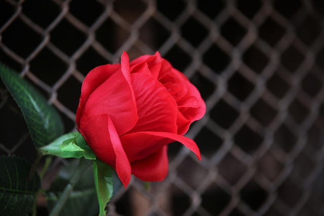 chain-link fence