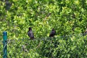 chain-link-fence-640x480-92544758.jpeg