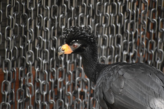 chain-link fencing