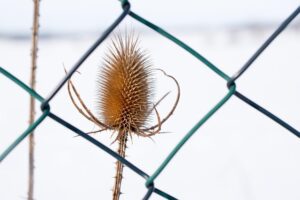 chain-link-fencing-640x480-8402969.jpeg