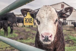 commercial-fence-640x480-30295762.jpeg