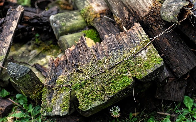 damaged wood fence