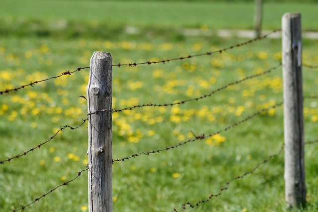 damaged wood fence