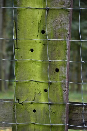 damaged-wood-fence-640x480-93267568.jpeg
