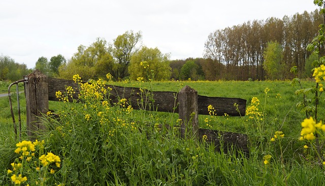 fencing