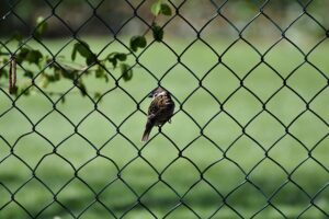 houston-fence-640x480-24316378.jpeg