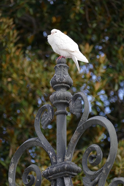 iron fence