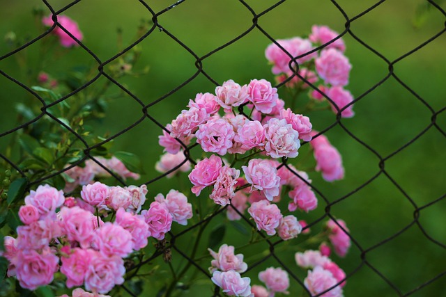 iron fence
