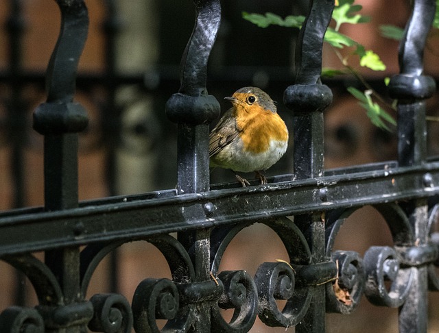 iron fence