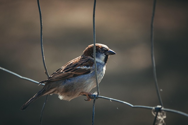 local fence service