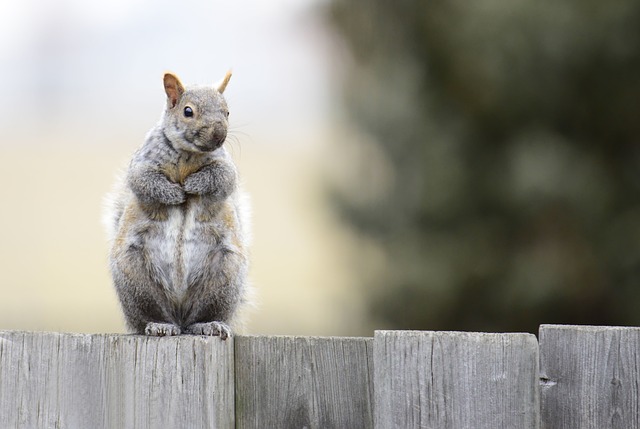 privacy fence