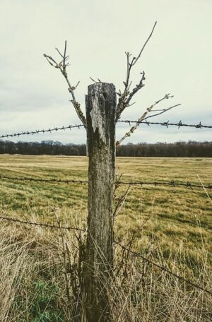 wood-fence-640x480-50905555.jpeg