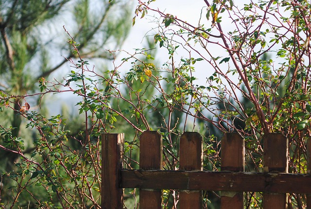 wood fence