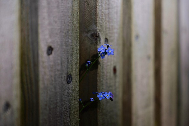 wooden fencing